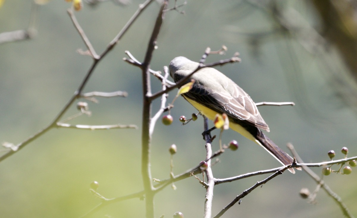 Western Kingbird - ML185715611