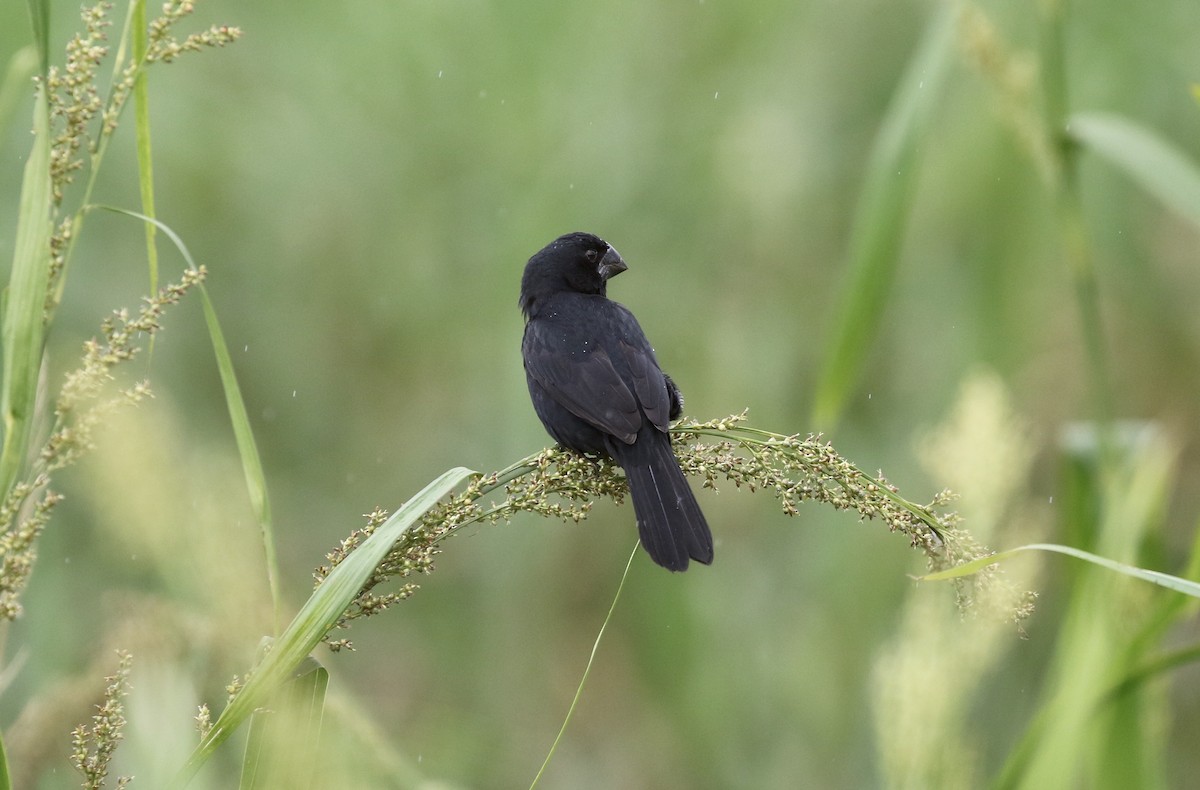 Black-billed Seed-Finch - John Bruin