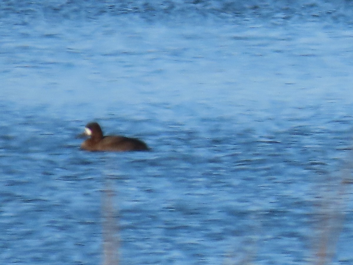 Lesser Scaup - ML185719601