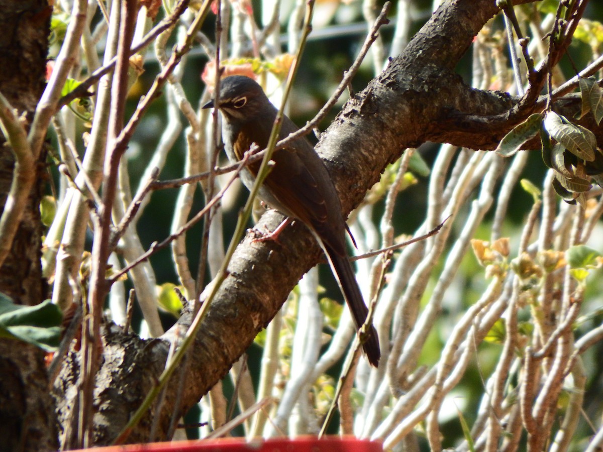 Brown-backed Solitaire - Adriana Elizabeth Zurbia Flores Sánchez