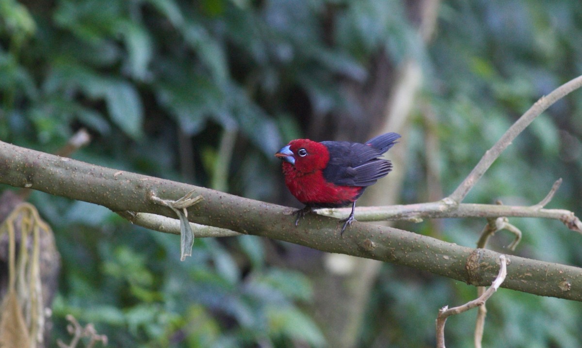 Red-headed Bluebill - Anabel&Geoff Harries
