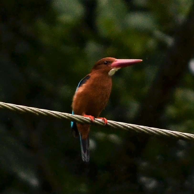 Brown-breasted Kingfisher - ML185723391