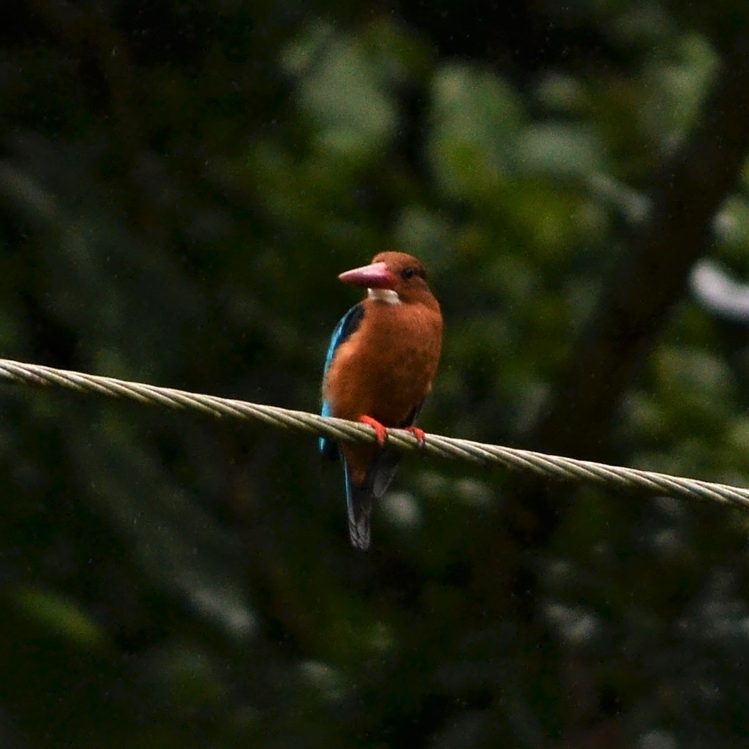 Brown-breasted Kingfisher - ML185723411