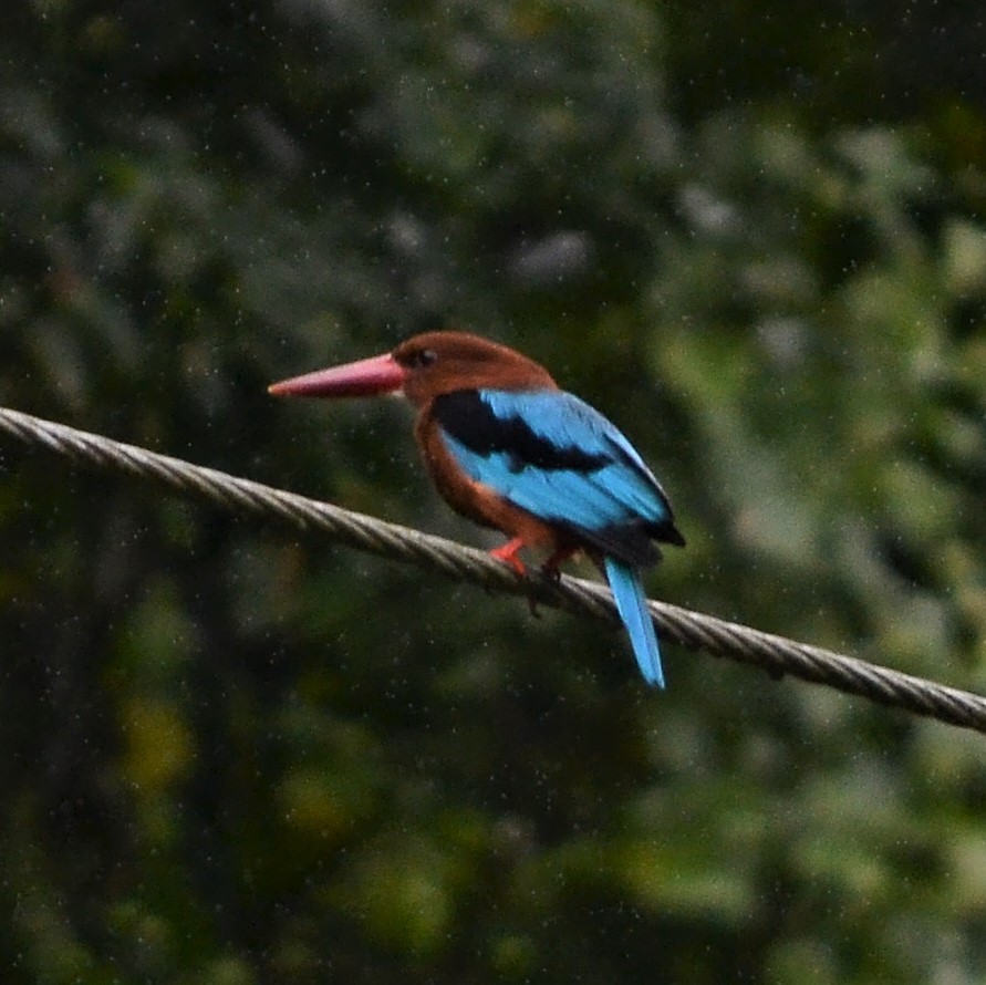 Brown-breasted Kingfisher - ML185723421