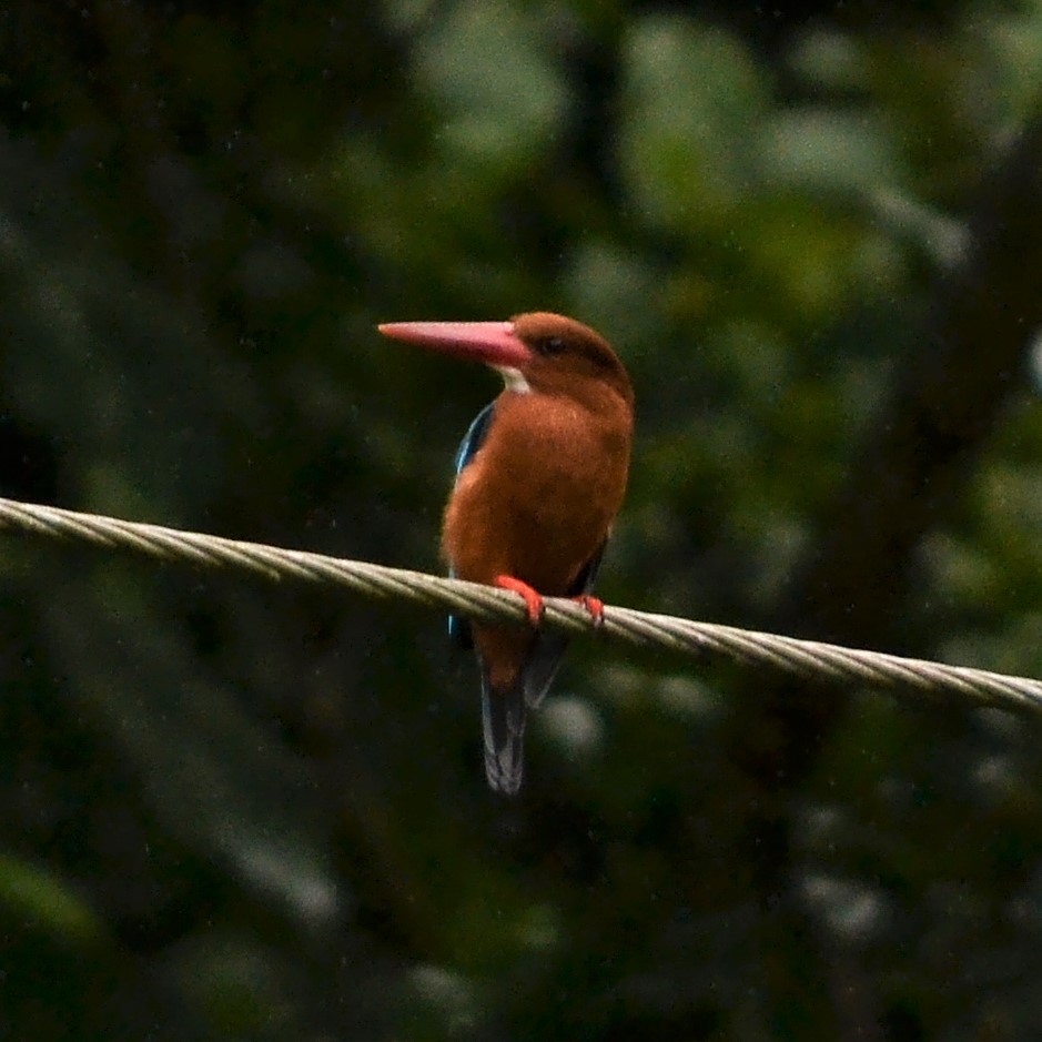 Brown-breasted Kingfisher - ML185723431