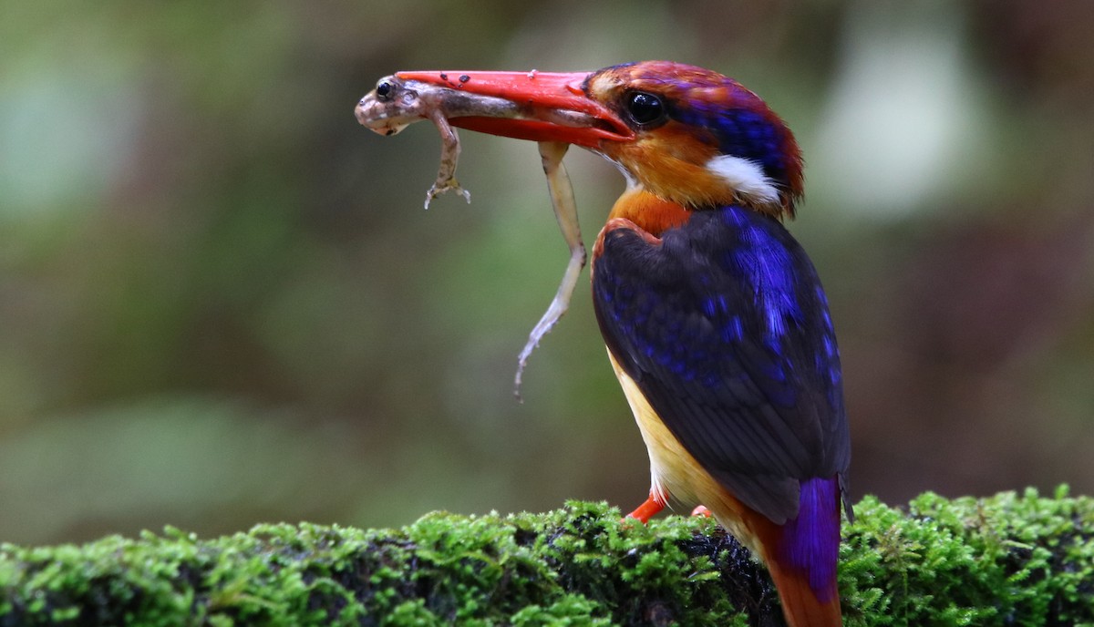 Black-backed Dwarf-Kingfisher - ML185723951