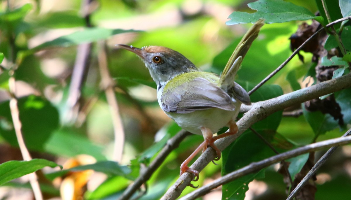 Common Tailorbird - ML185724931