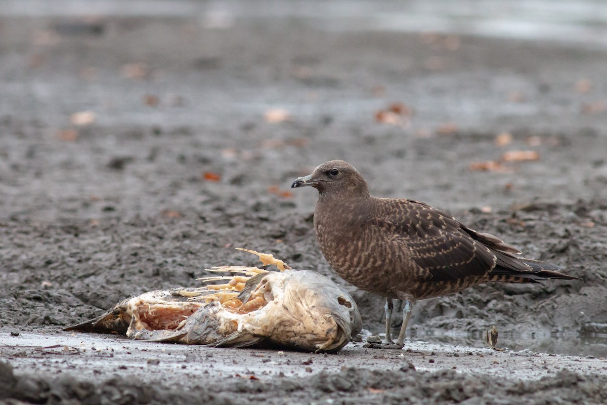 Pomarine Jaeger - Jakub Macháň