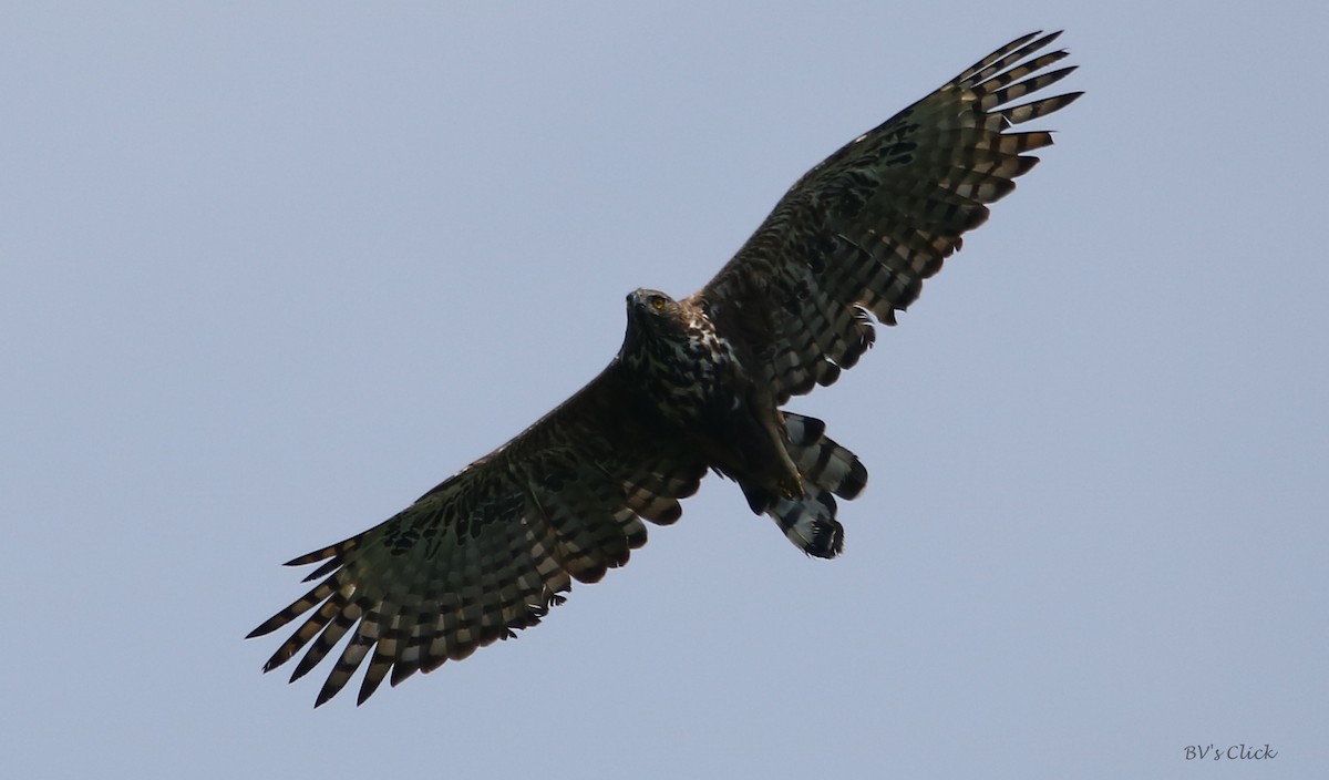 Changeable Hawk-Eagle (Crested) - Bhaarat Vyas