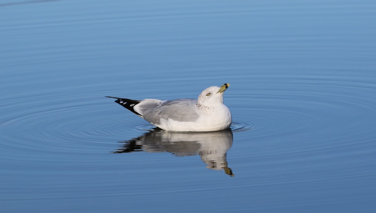 Ring-billed Gull - Robert Dixon