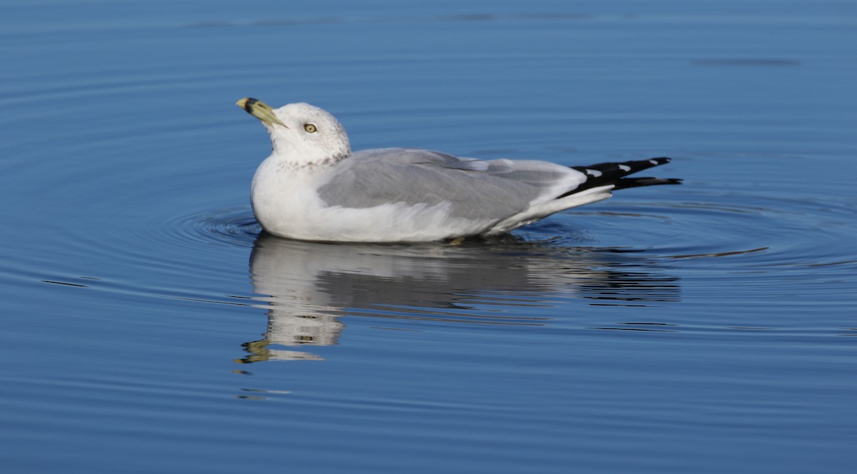 Ring-billed Gull - Robert Dixon