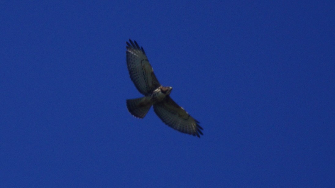 Broad-winged Hawk - Bryan White