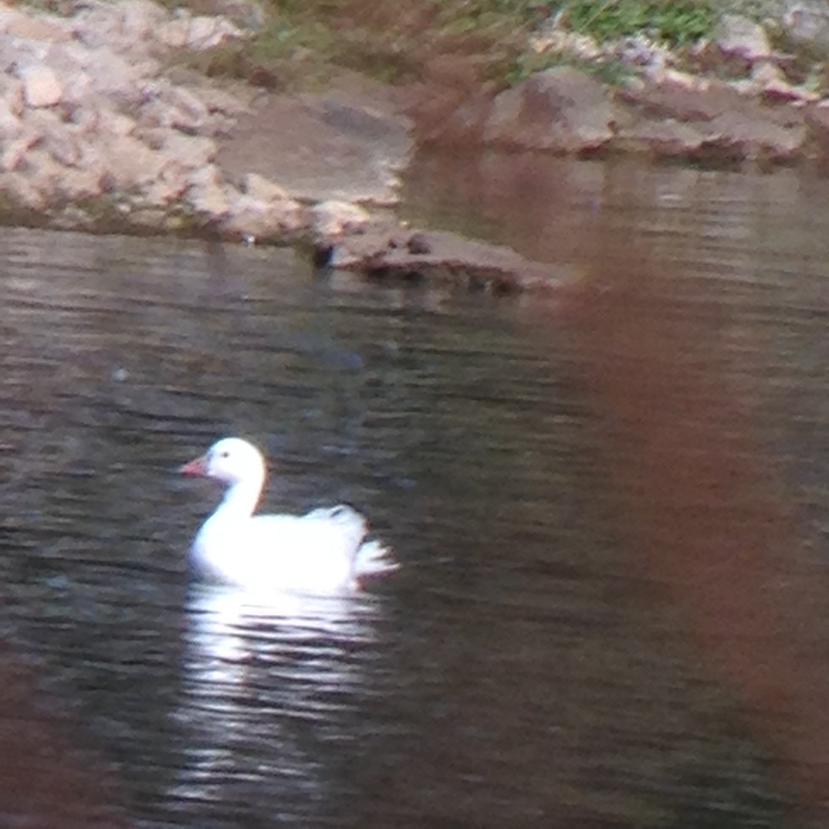 Ross's Goose - ML185727841