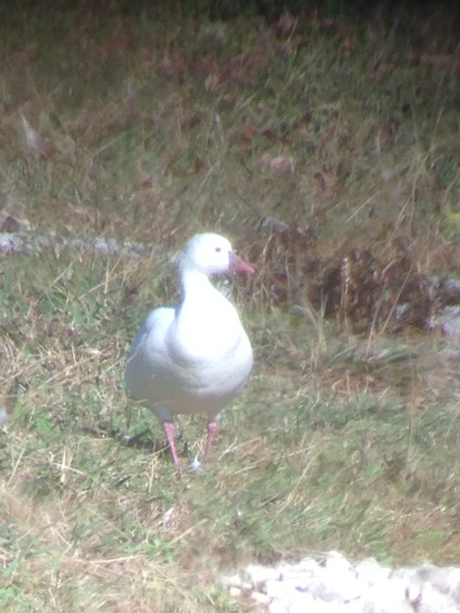 Ross's Goose - ML185727861