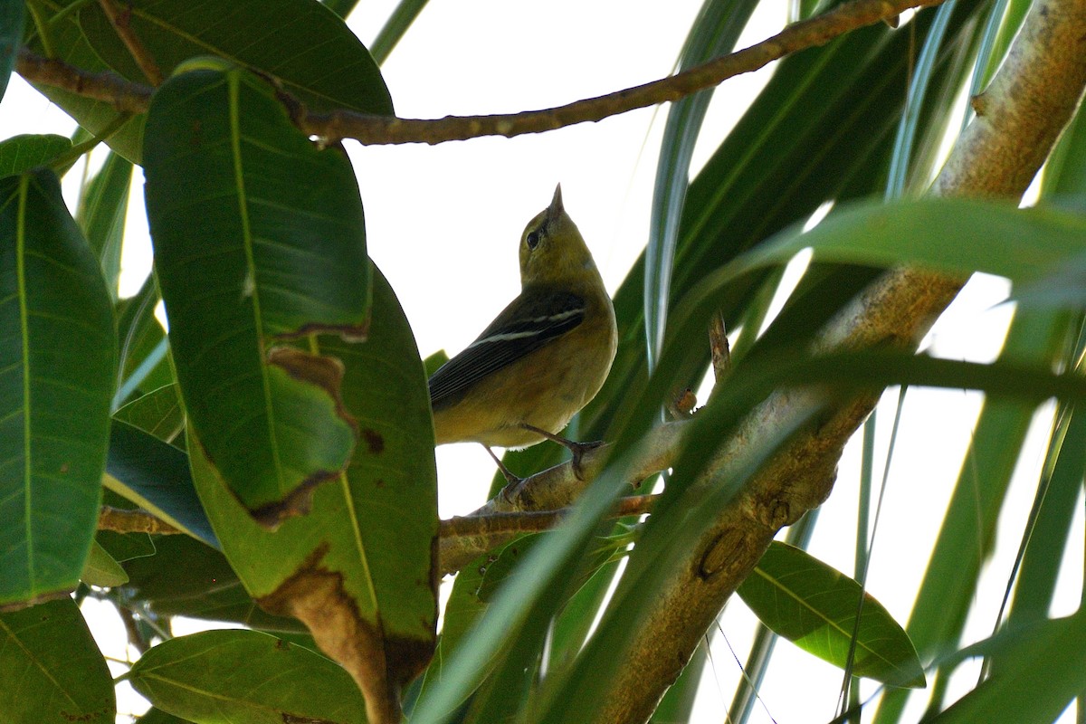 Bay-breasted Warbler - Hugh Whelan