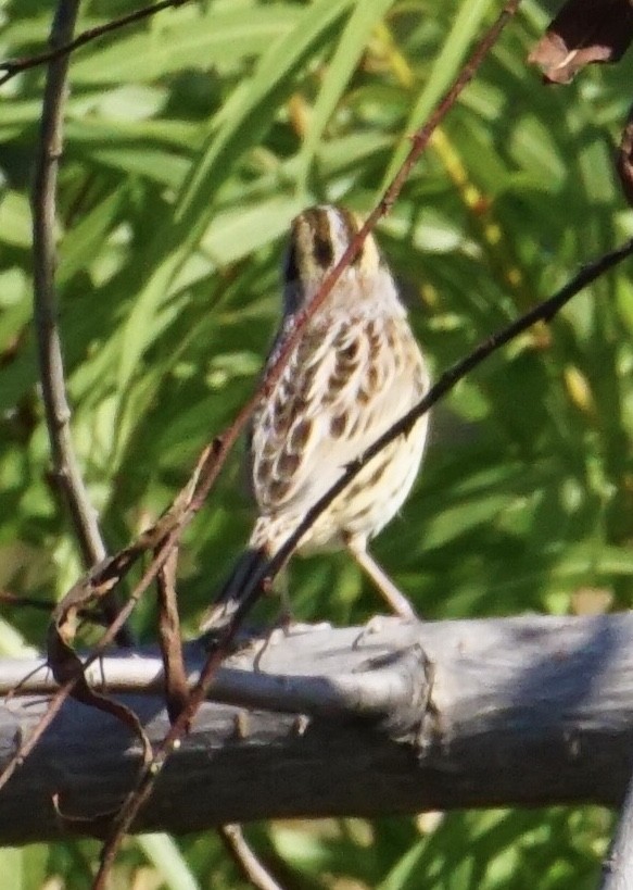 LeConte's Sparrow - ML185729111