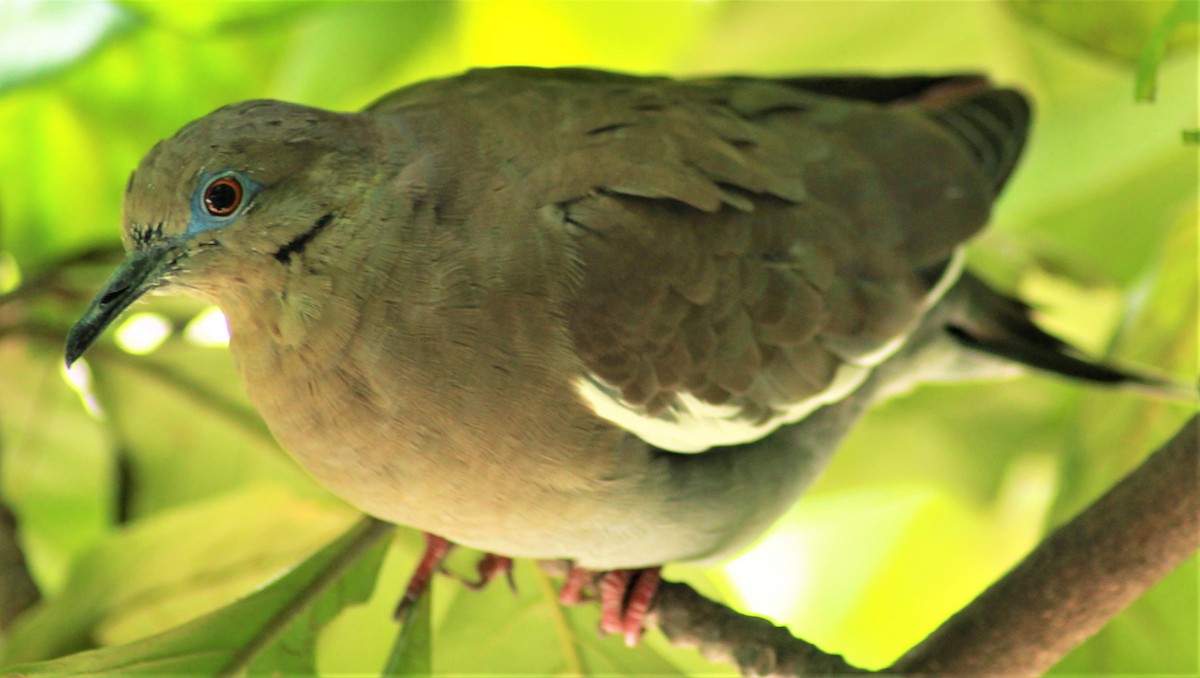 White-winged Dove - Nestor Herrera