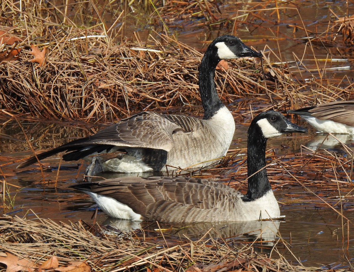 Canada Goose - ML185731121