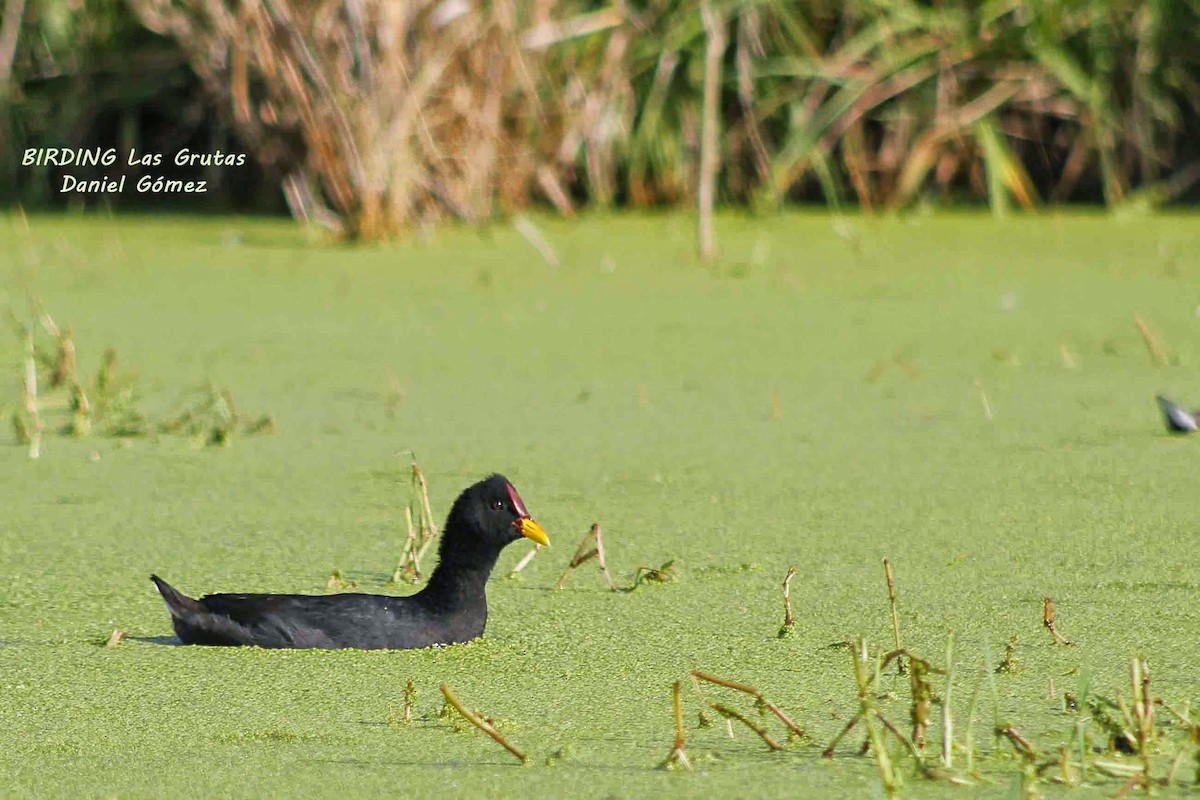Red-fronted Coot - ML185731601