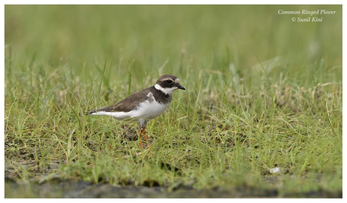 Common Ringed Plover - Sunil Kini