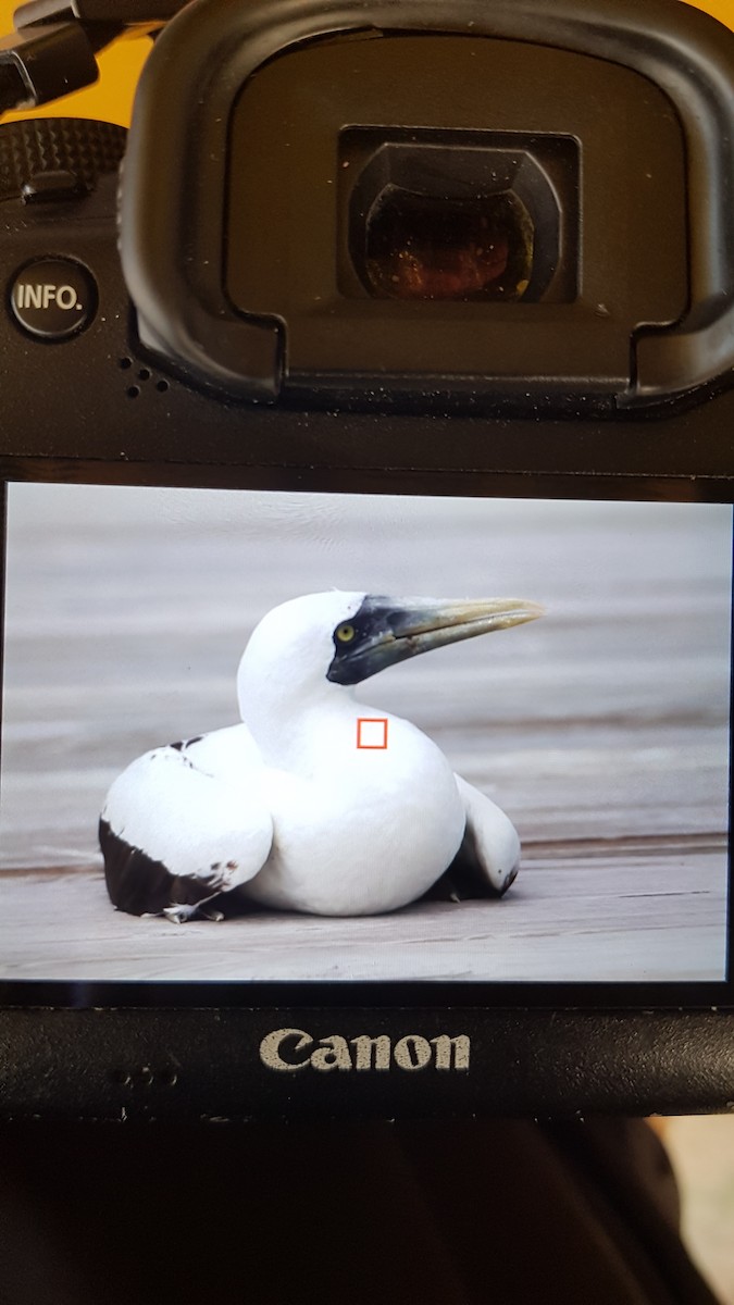 Masked Booby - ML185731821