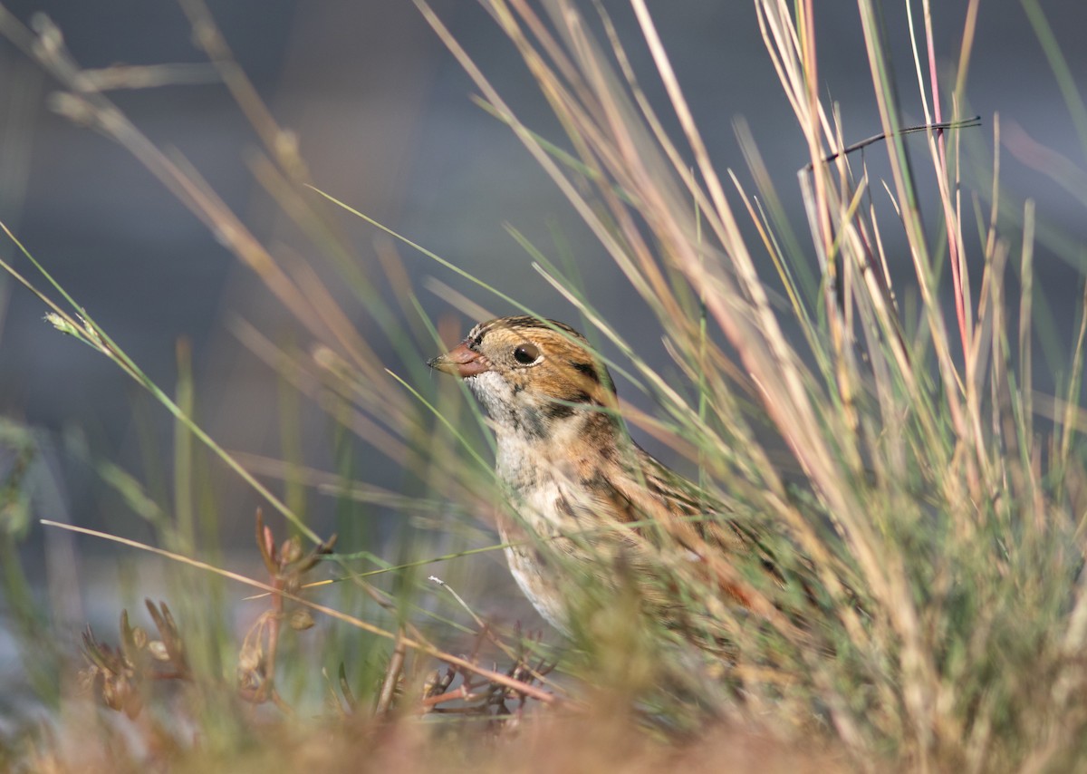 Lapland Longspur - ML185732181