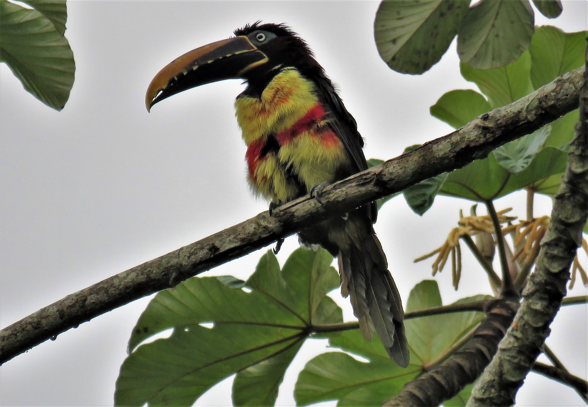 Chestnut-eared Aracari - ML185732561
