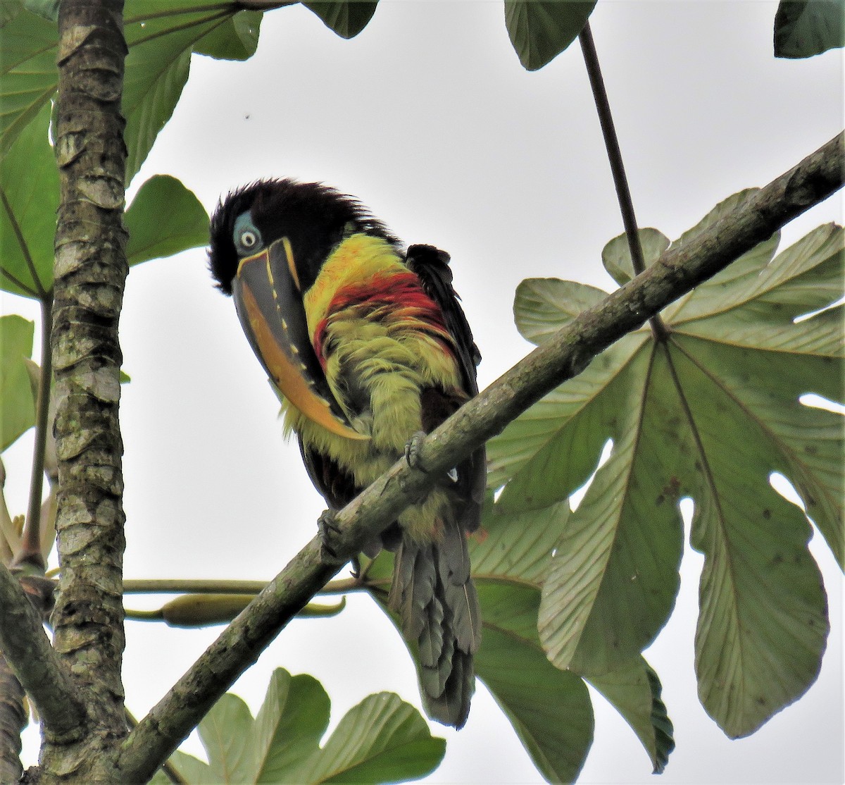 Chestnut-eared Aracari - ML185732601