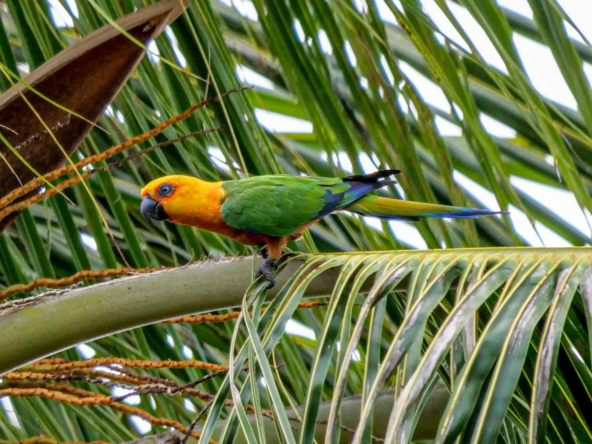 ナナイロメキシコインコ - ML185732931