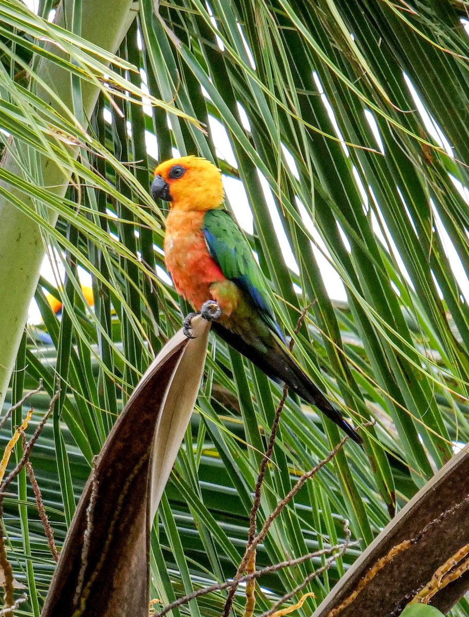 ナナイロメキシコインコ - ML185732941