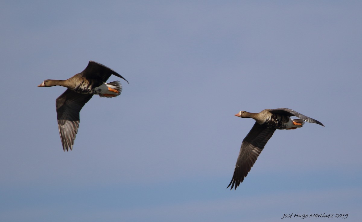 Greater White-fronted Goose - José Hugo Martínez Guerrero