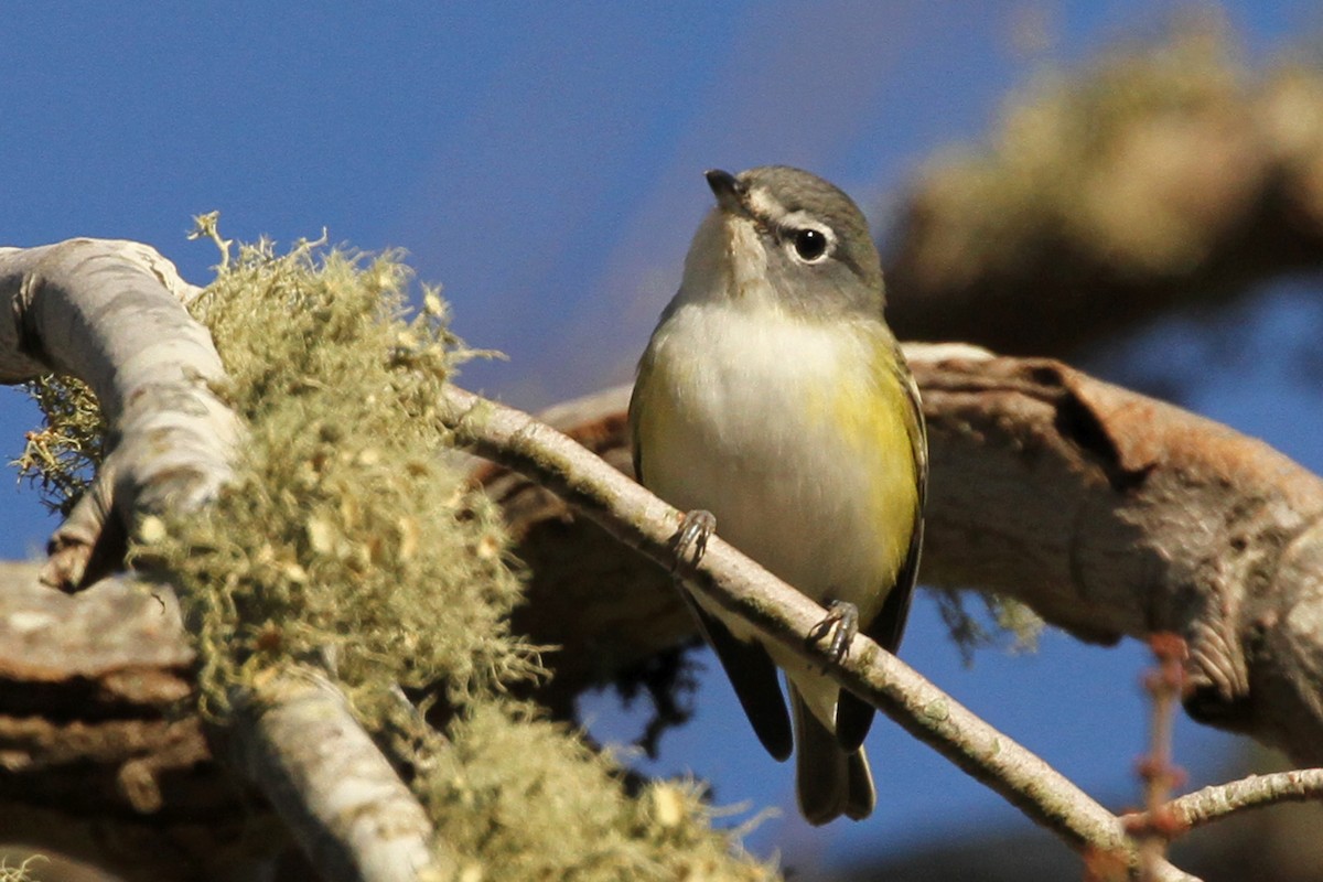 Blue-headed Vireo - ML185734131