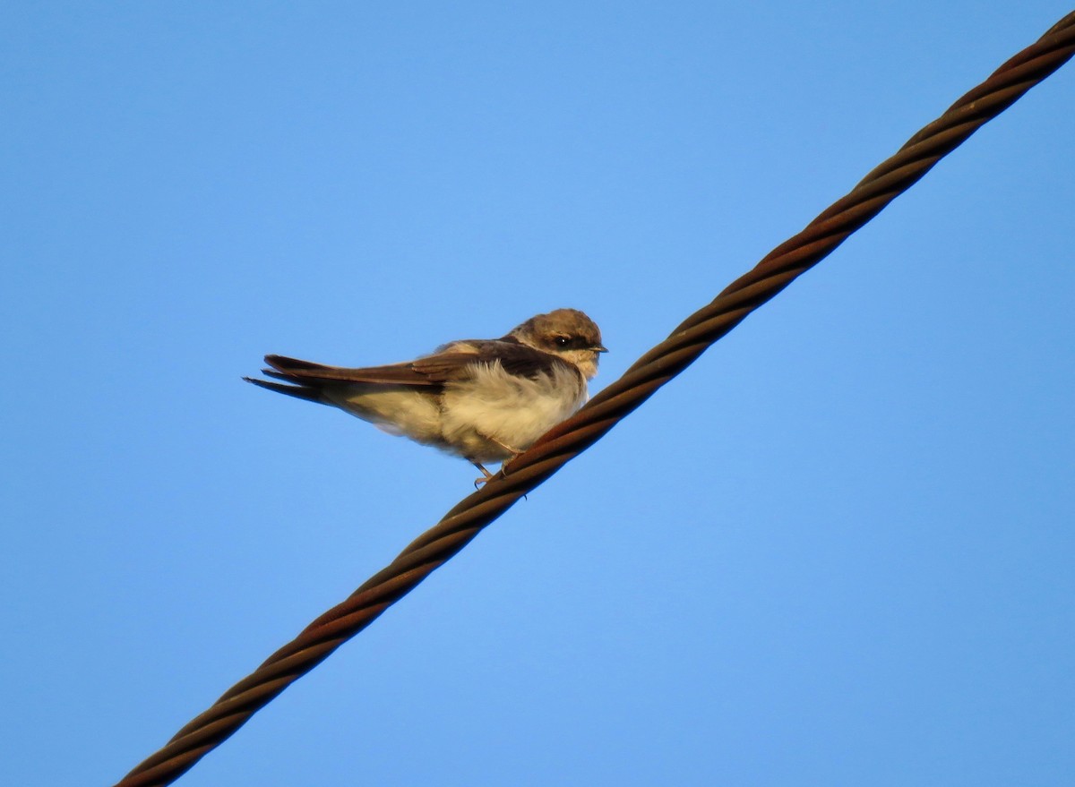 Gray-rumped Swallow - Mich Coker