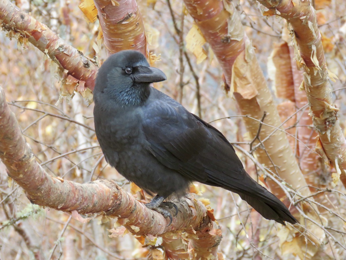 Large-billed Crow - Alan  Troyer