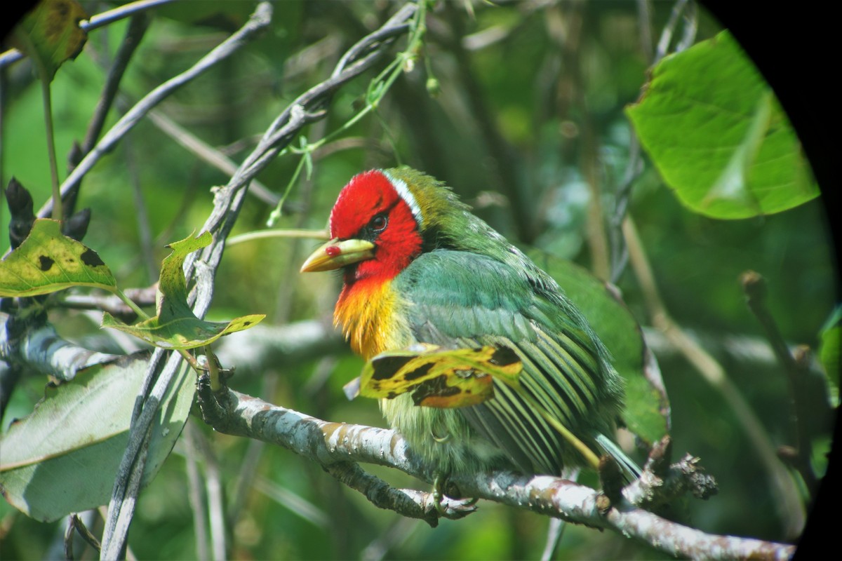 Red-headed Barbet - ML185737541