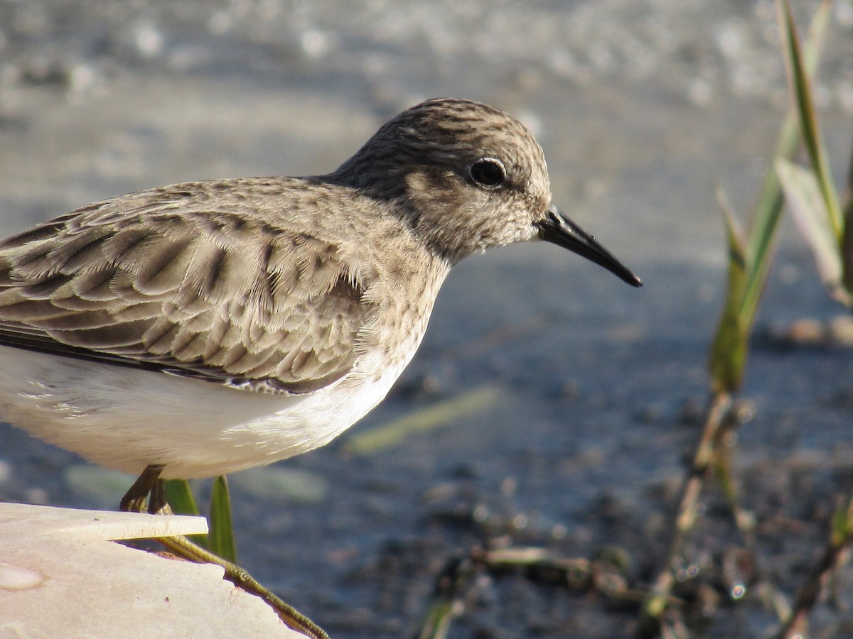 Least Sandpiper - Caleb Helsel