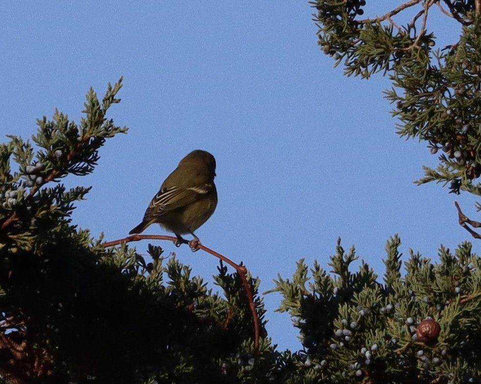 Blue-headed Vireo - ML185738701