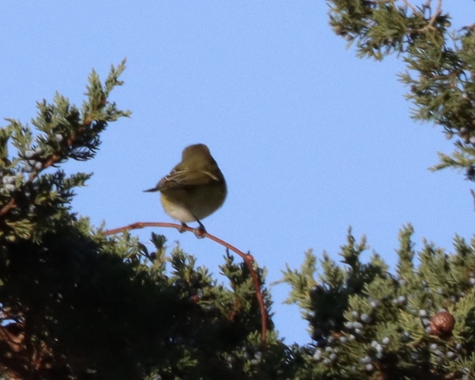 Blue-headed Vireo - ML185738711