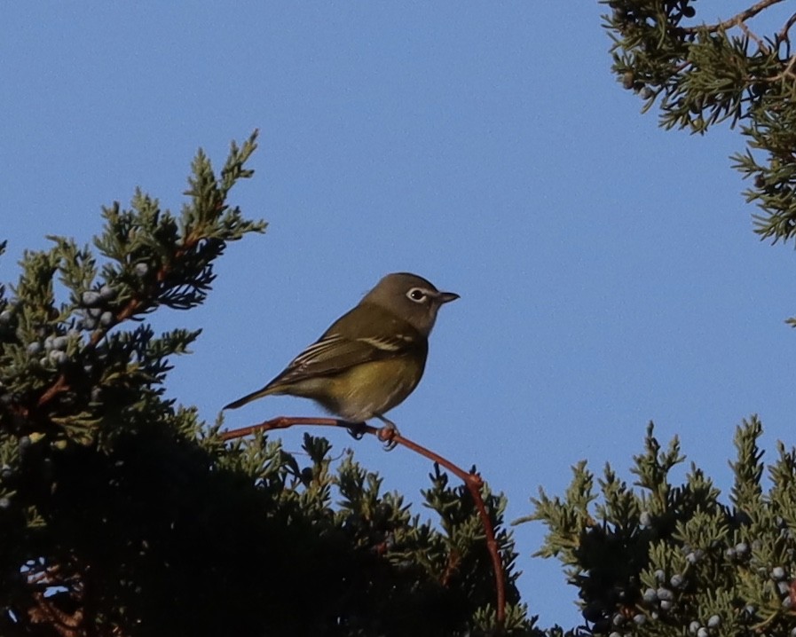 Blue-headed Vireo - ML185738761