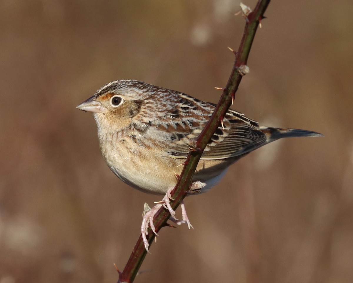 Grasshopper Sparrow - ML185738791