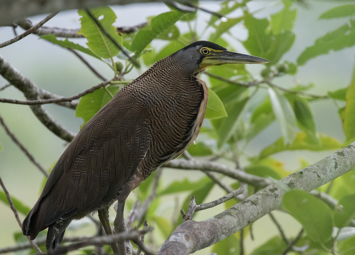 Bare-throated Tiger-Heron - ML185739181