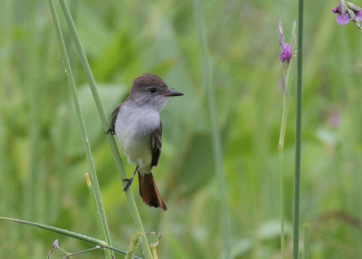 Ash-throated Flycatcher - ML185739231