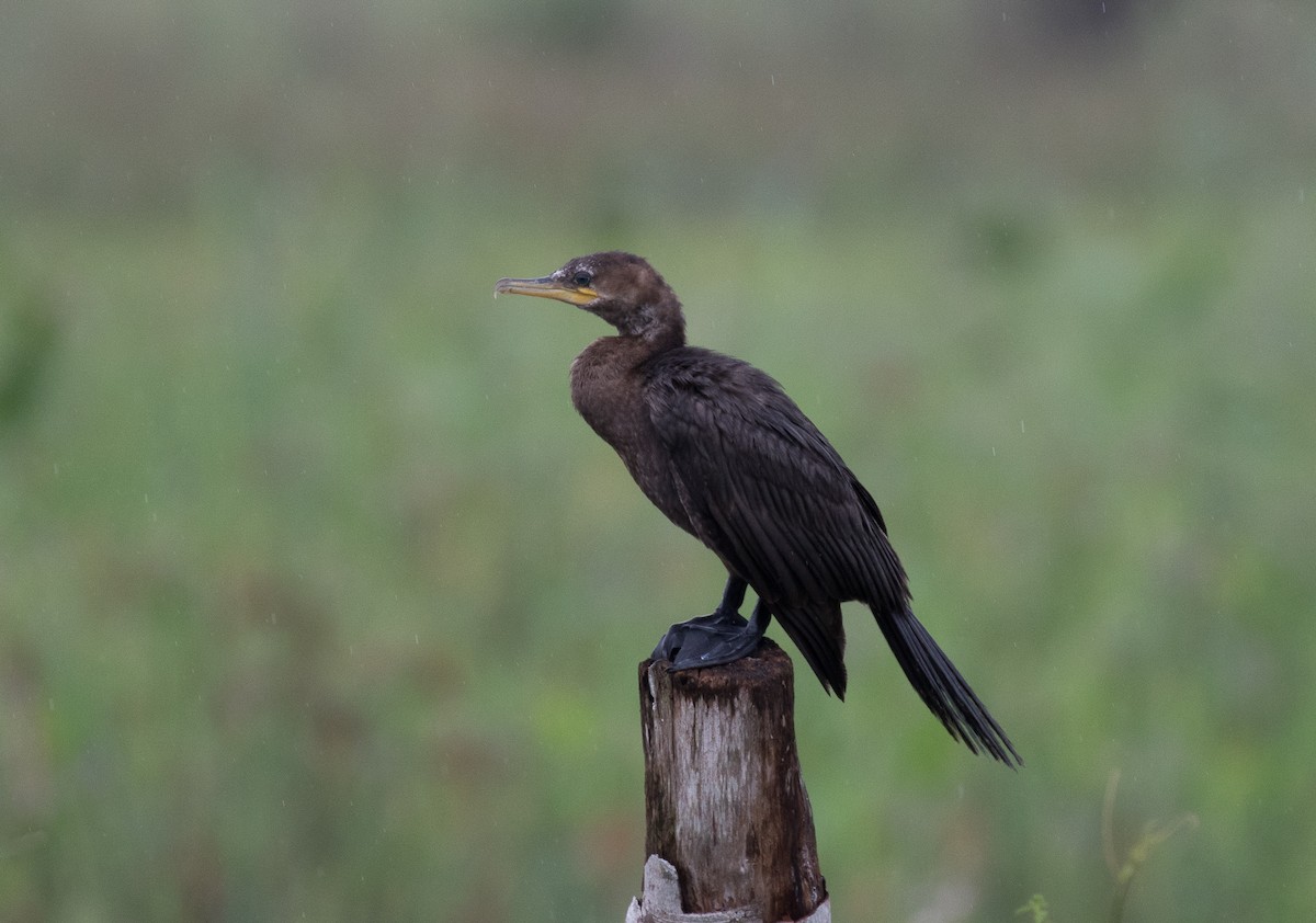 Neotropic Cormorant - ML185739261