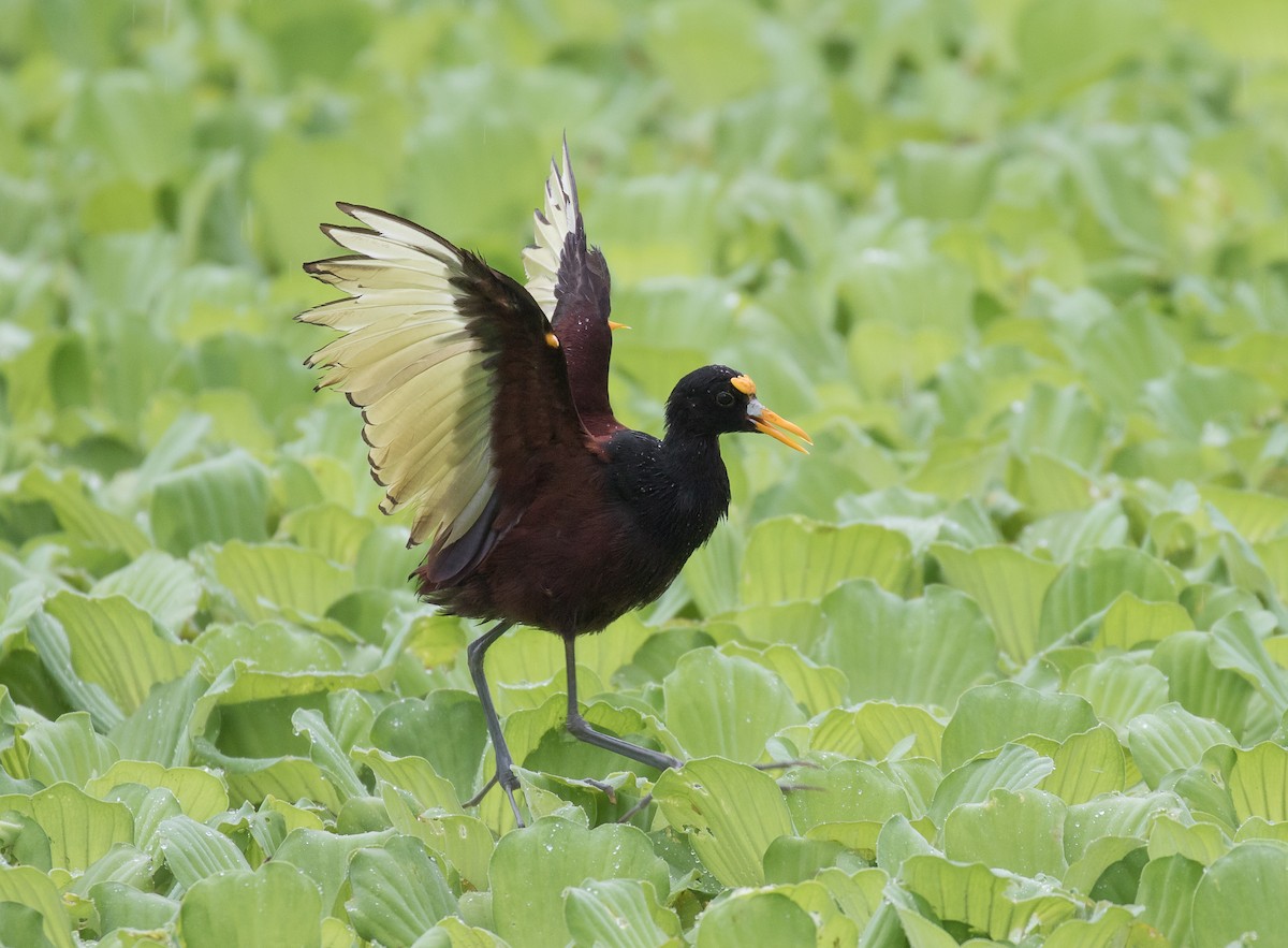 Northern Jacana - ML185739491