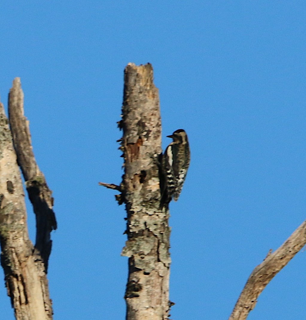 Yellow-bellied Sapsucker - ML185741511