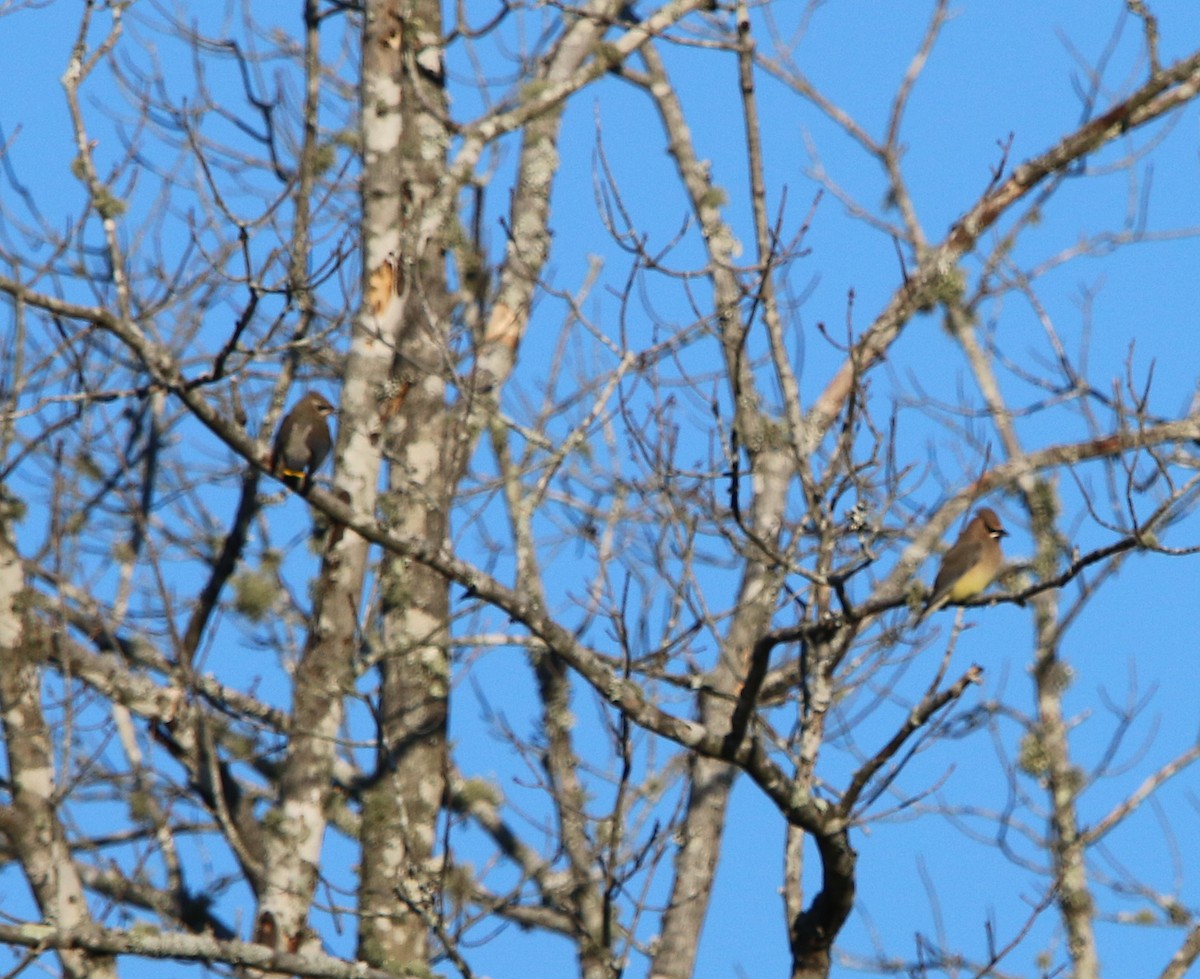 Cedar Waxwing - ML185741841