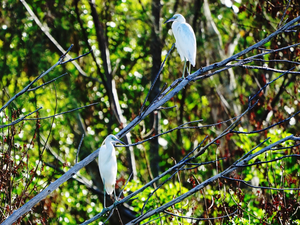 Little Blue Heron - Erich Hetzel