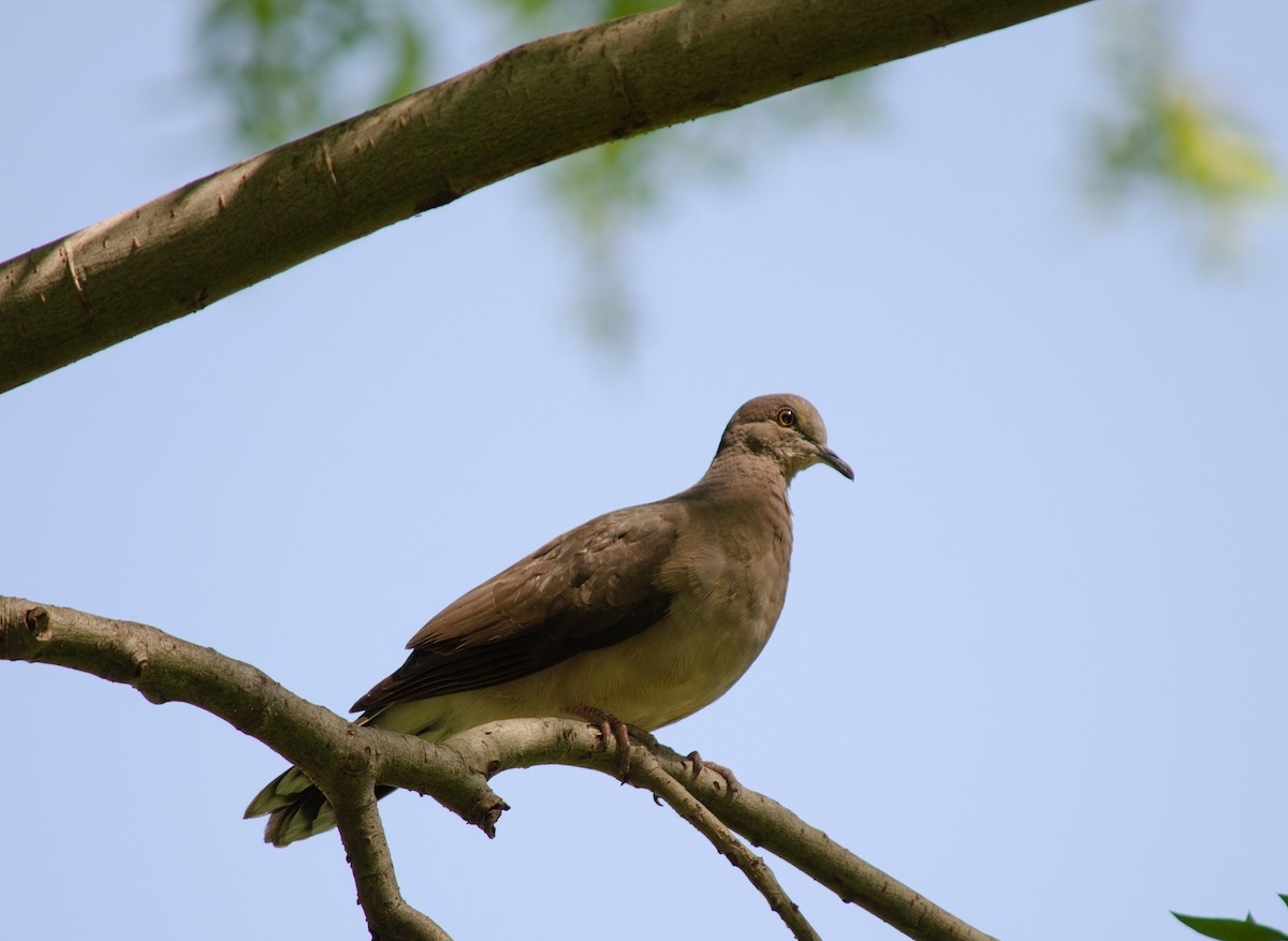 White-tipped Dove - Iván Eroles