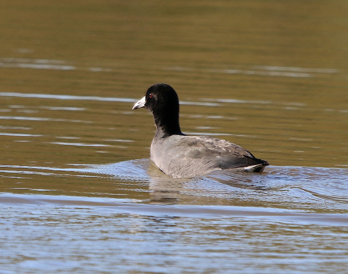 American Coot - ML185743311