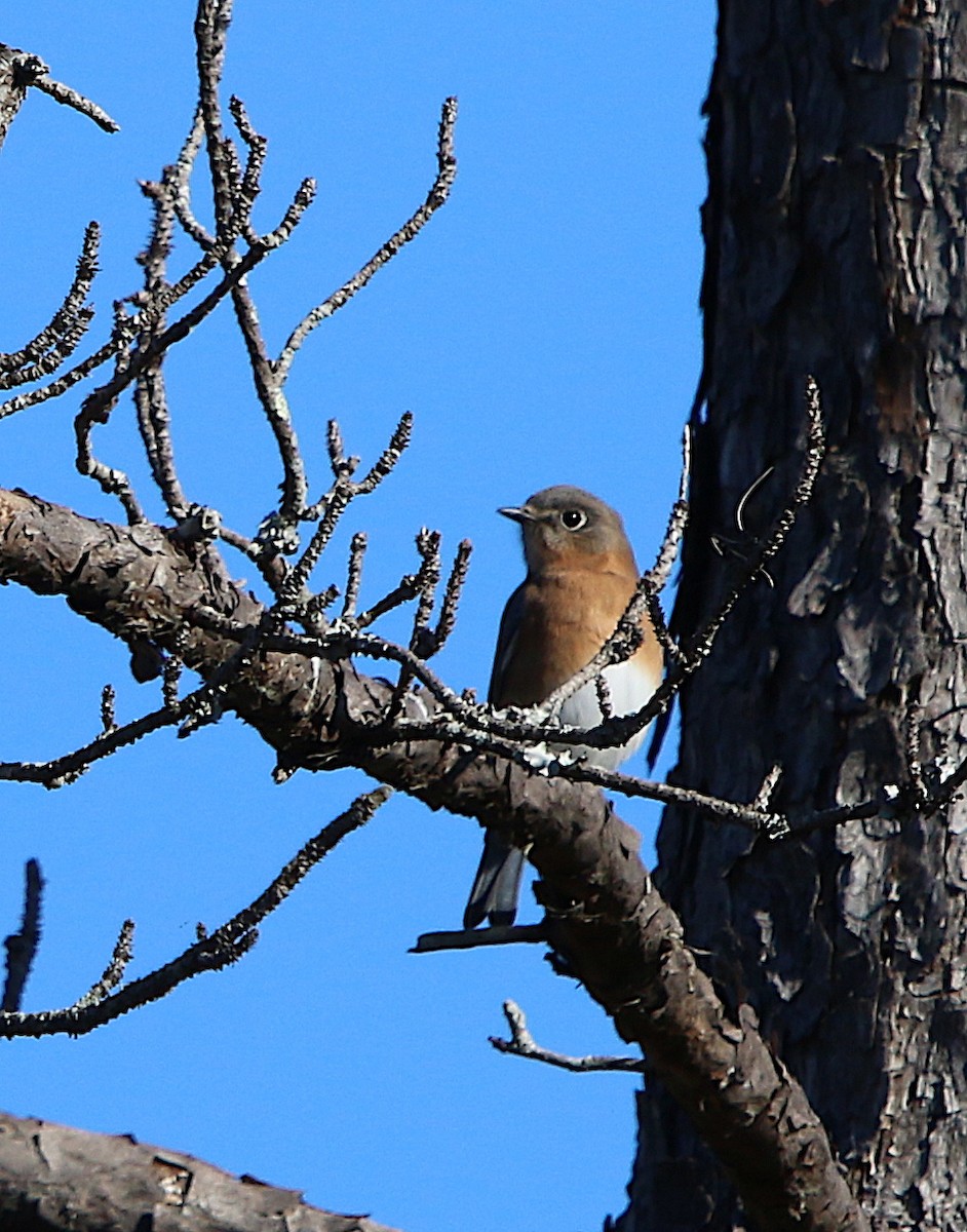 Eastern Bluebird - ML185743471